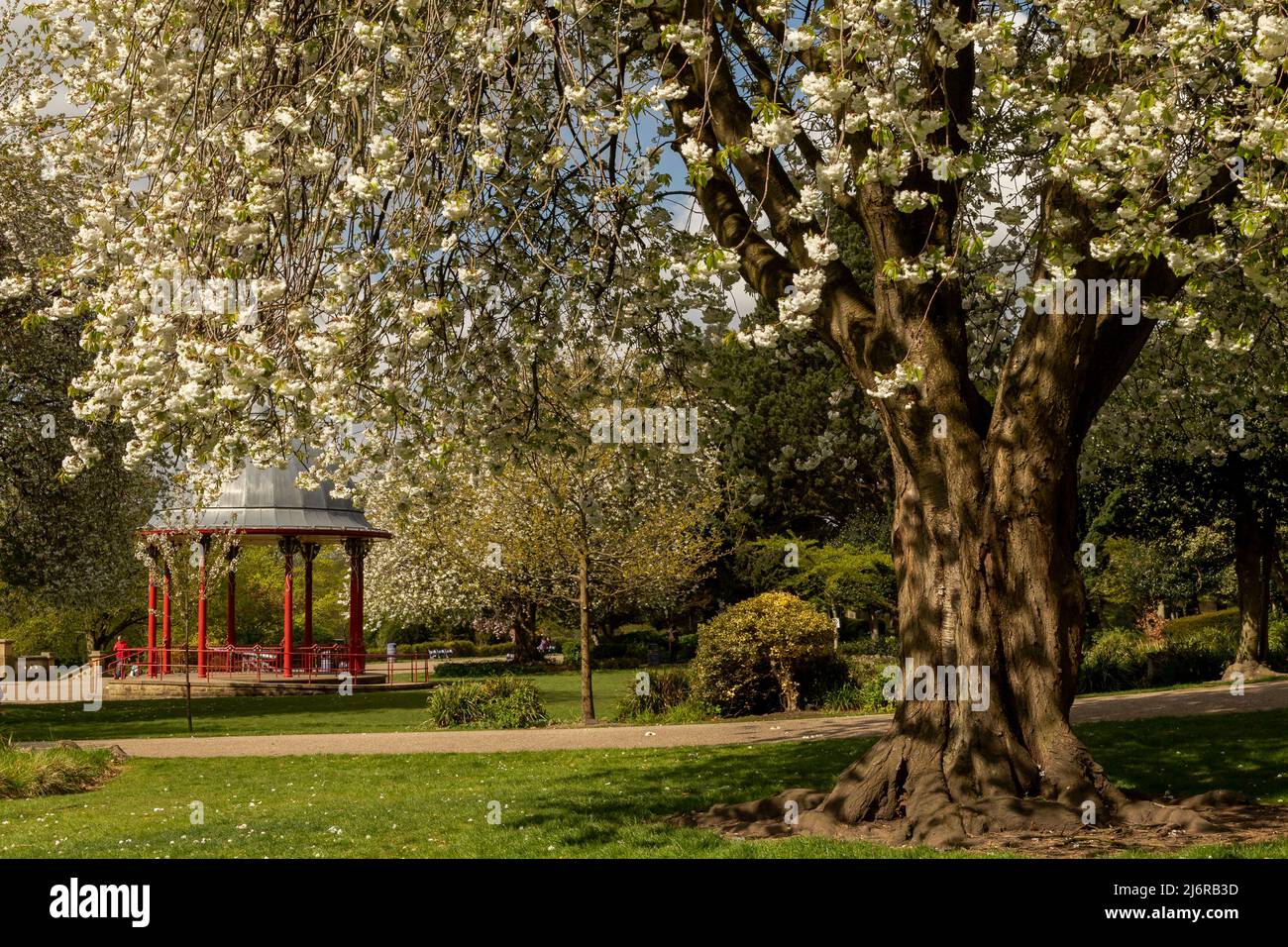 Fioritura primaverile a Roberts Park, Baillon, Yorkshire, Inghilterra. Il parco è un parco classificato di grado ll nel Registro Inglese dei Parchi e dei Giardini. Foto Stock