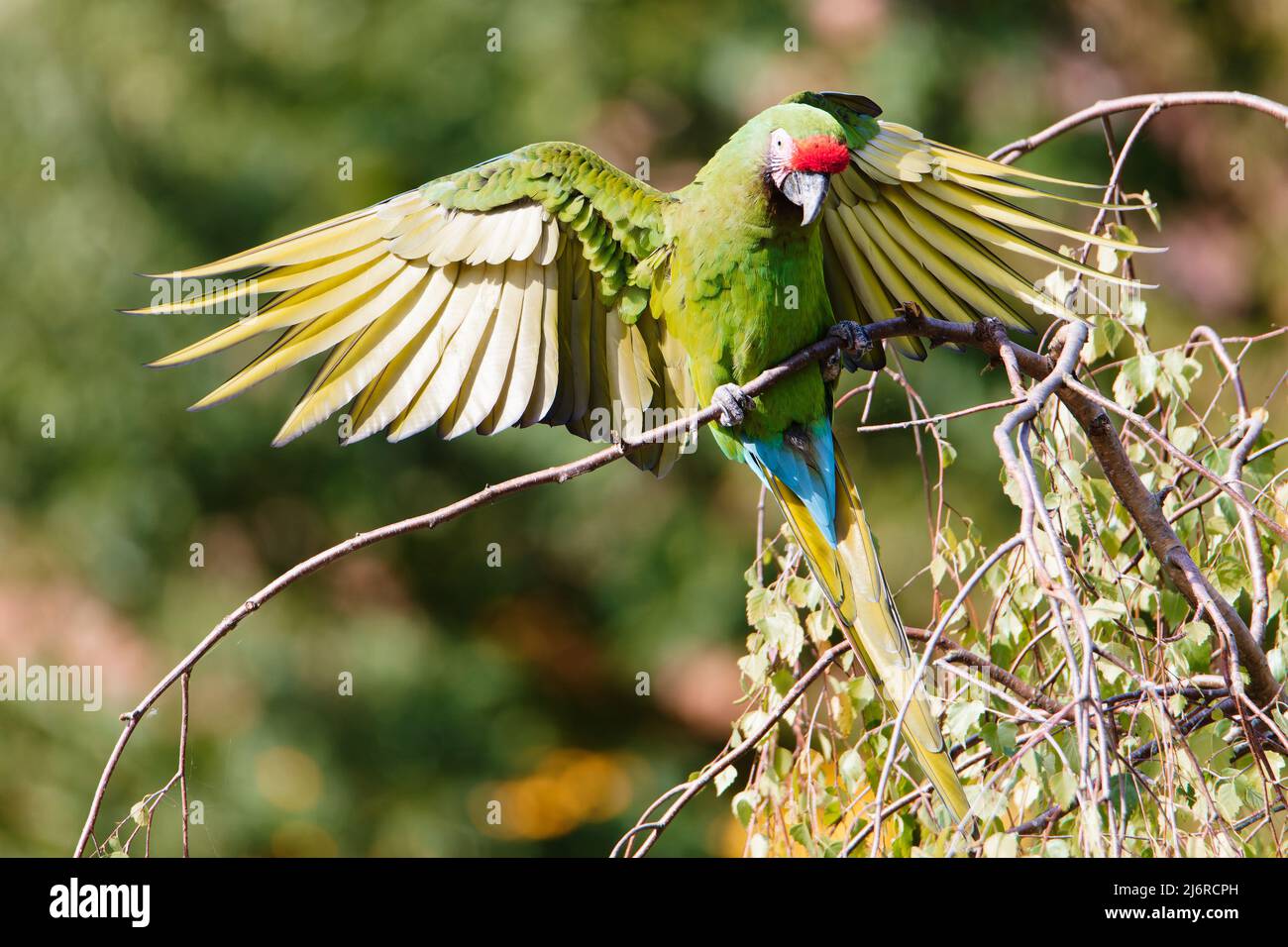 Uccello verde Macaw che sparge la sua ala in un albero Foto Stock
