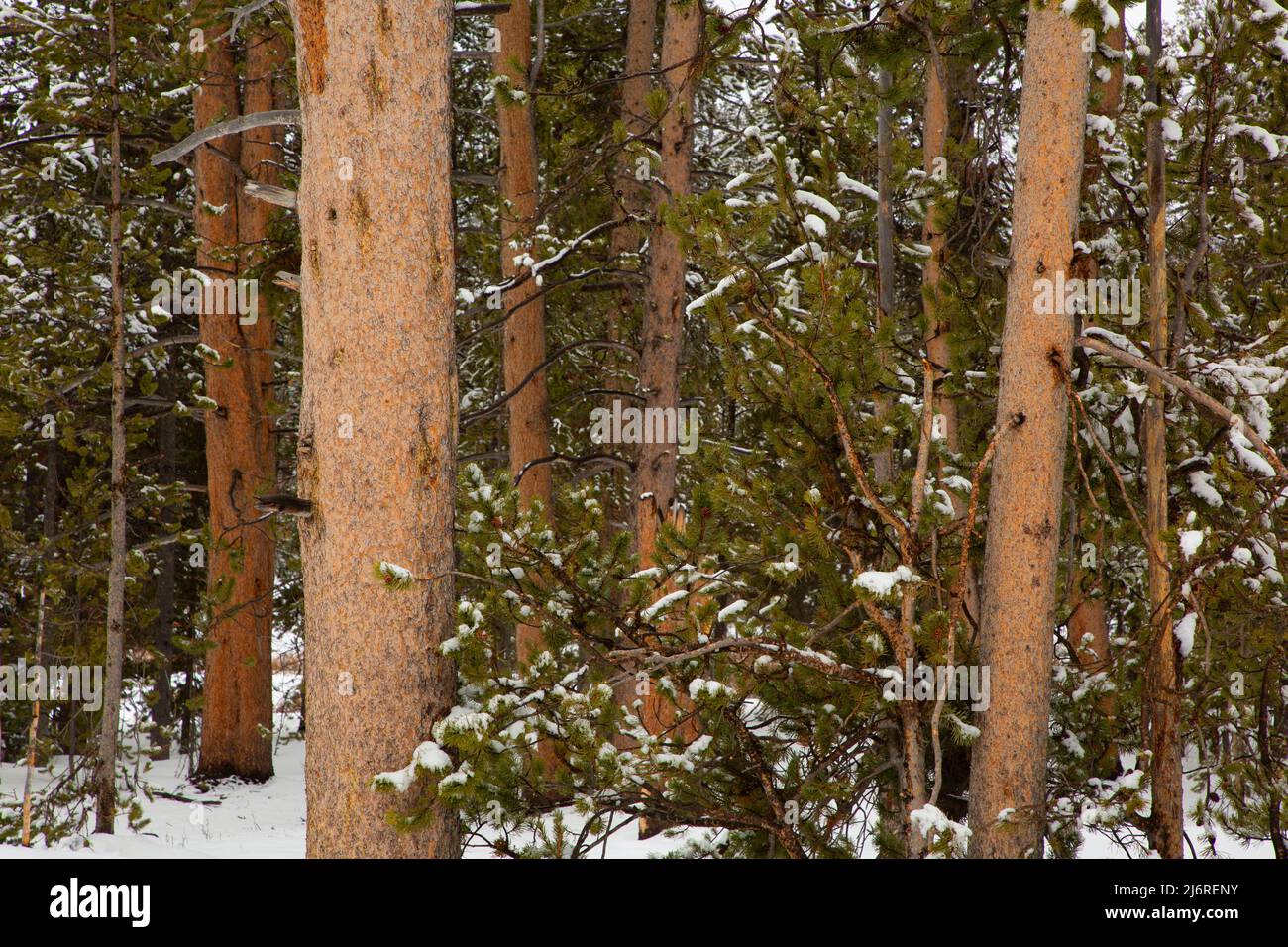 La foresta di pini di Lodgepole, il parco nazionale di Yellowstone, Wyoming Foto Stock