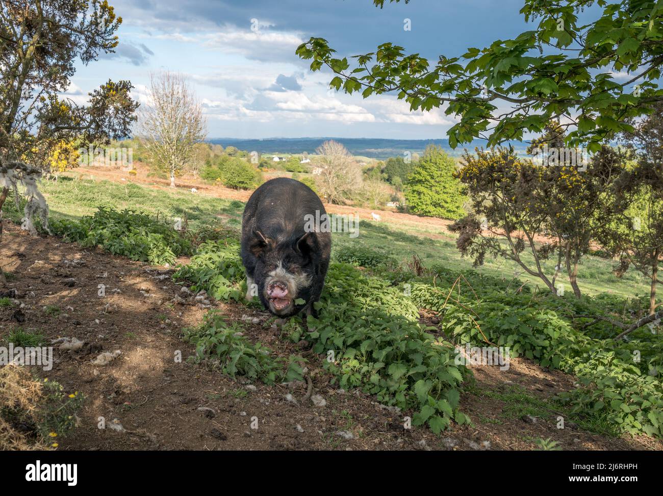 Femmine di maiale del Berkshire o scrofa che alimentano fuori dalla gamma libera delle ortiche sul terreno comune di Bircher. Foto Stock