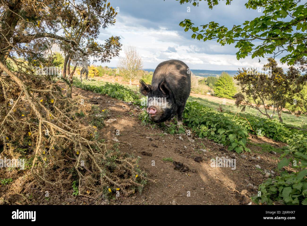 Femmine di maiale del Berkshire o scrofa che alimentano fuori dalla gamma libera delle ortiche sul terreno comune di Bircher. Foto Stock