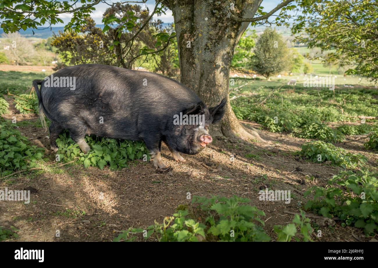 Femmine di maiale del Berkshire o scrofa che alimentano fuori dalla gamma libera delle ortiche sul terreno comune di Bircher. Foto Stock