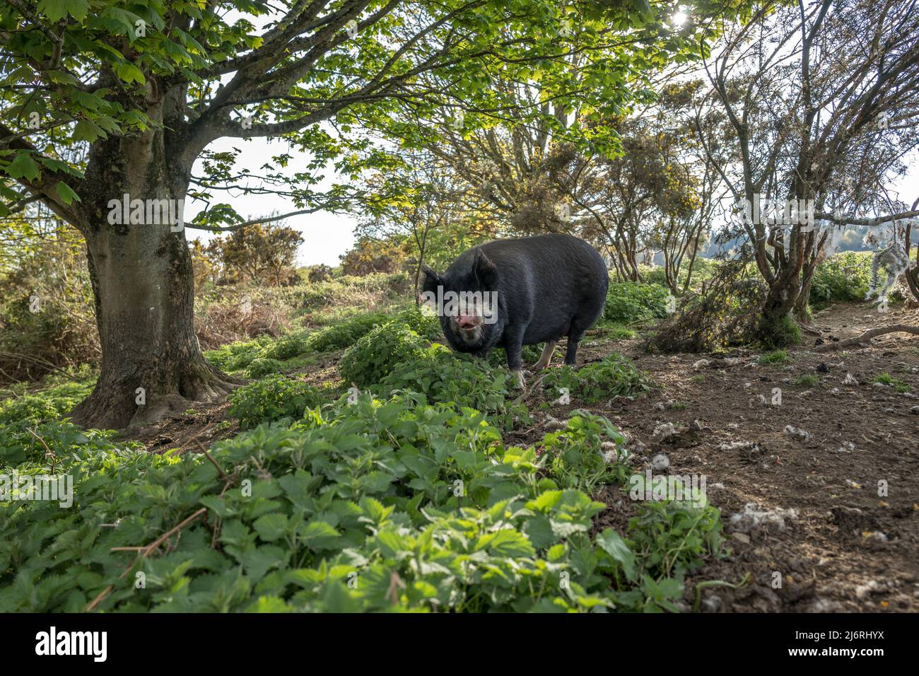 Femmine di maiale del Berkshire o scrofa che alimentano fuori dalla gamma libera delle ortiche sul terreno comune di Bircher. Foto Stock