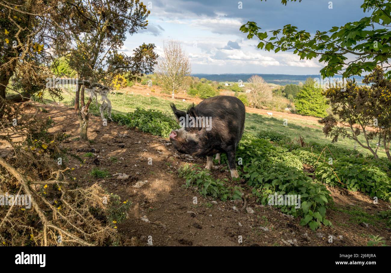 Femmine di maiale del Berkshire o scrofa che alimentano fuori dalla gamma libera delle ortiche sul terreno comune di Bircher. Foto Stock