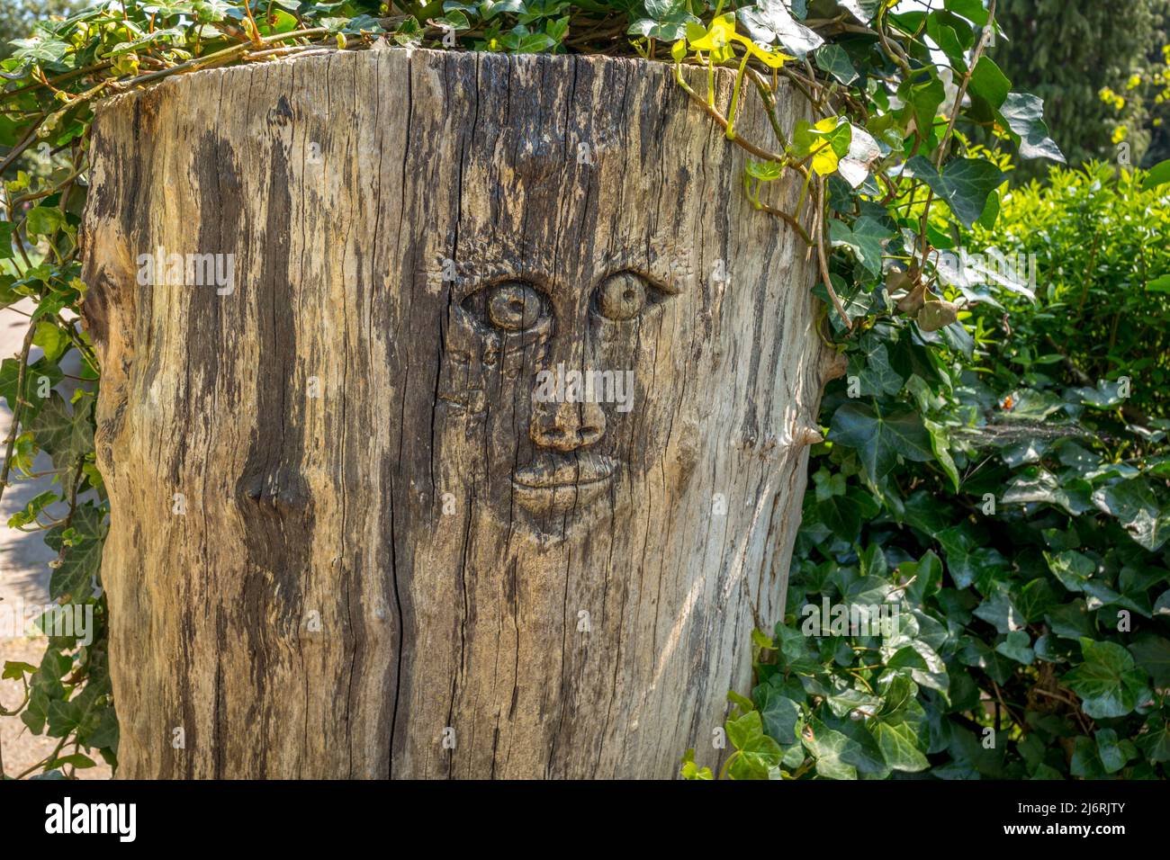 Faccia scolpita in un tronco di albero su Castle Green, Hereford, Herefordshire, Inghilterra, Regno Unito. Foto Stock