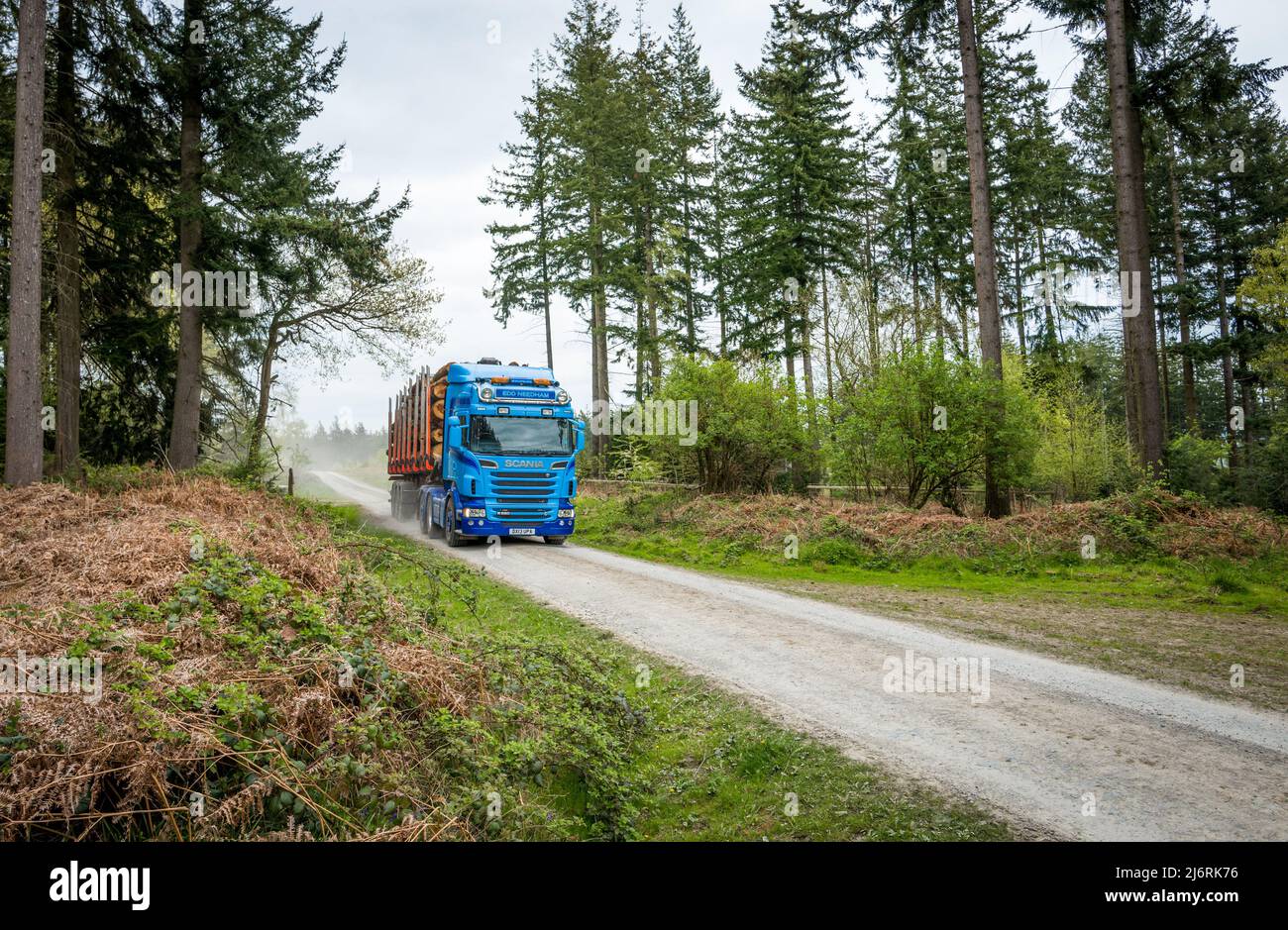 Dumper con caricatore basso che rimuove gli alberi di conifere abbattuti da Croft Wood. Foto Stock