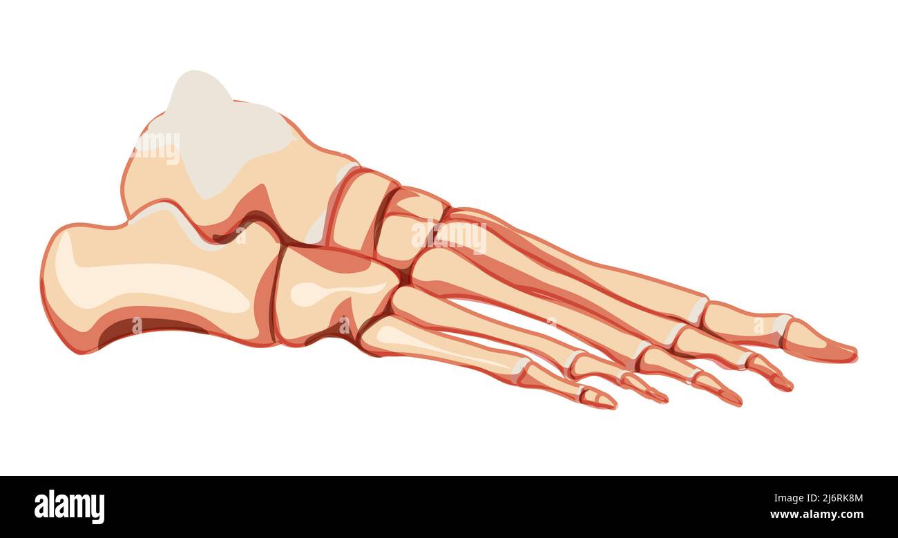 Caviglia piede umano ossa scheletro vista laterale. 3D articolazioni anatomicamente corrette, falangi delle dita dei piedi, cuboidi, metatarsali, navicolari, Cuneiforme realistiche disegno vettoriale piatto di isolato su sfondo bianco Illustrazione Vettoriale