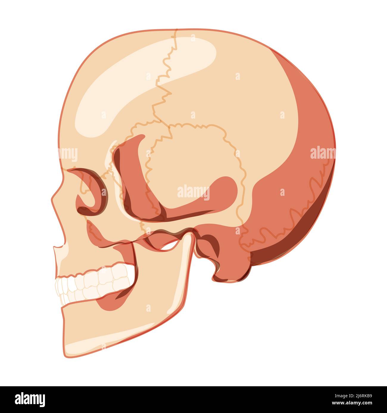 Cranio Skeleton Vista laterale della testa umana con fila di denti. Modello di testa umana. Set di Chump realistico 3D piatto di colore naturale concetto Vector illustrazione di anatomia isolata su sfondo bianco Illustrazione Vettoriale
