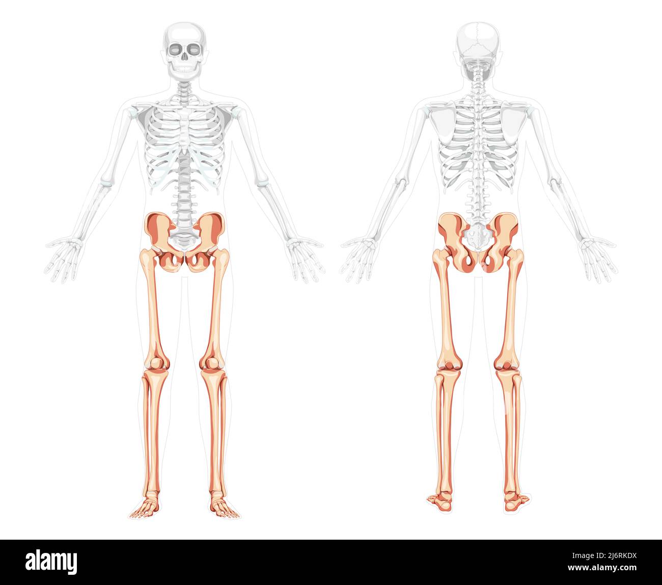 Arti inferiori la vista posteriore frontale dello scheletro con braccio laterale aperto pone una posizione del corpo parzialmente trasparente. Correzione anatomica del bacino umano con gambe, cosce, piedi, caviglie 3D rappresentazione grafica realistica del vettore piatto Illustrazione Vettoriale