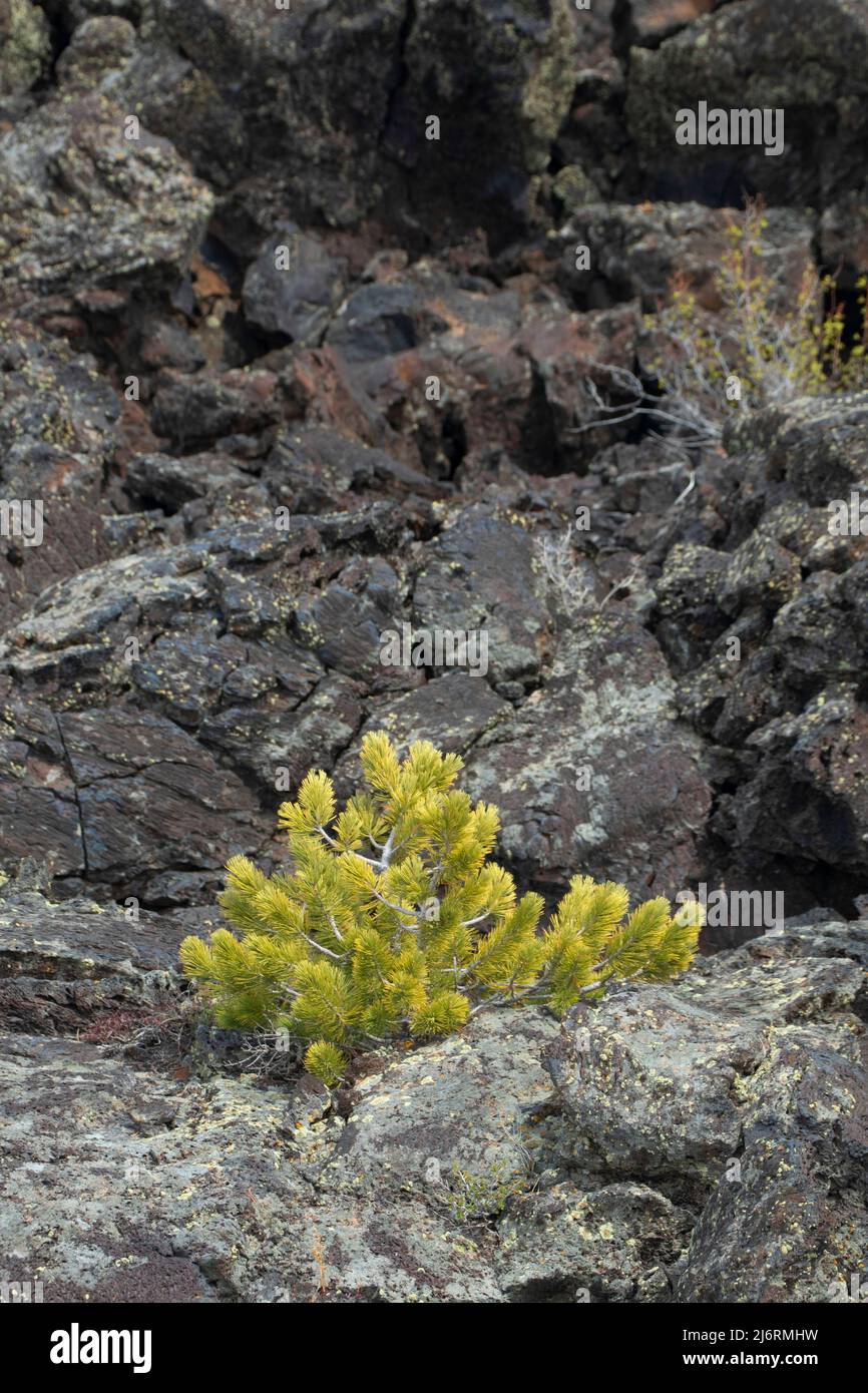 Pino limber (Pinus flexilis), Craters of the Moon National Monument, Peaks to Craters Scenic Byway, Idaho Foto Stock