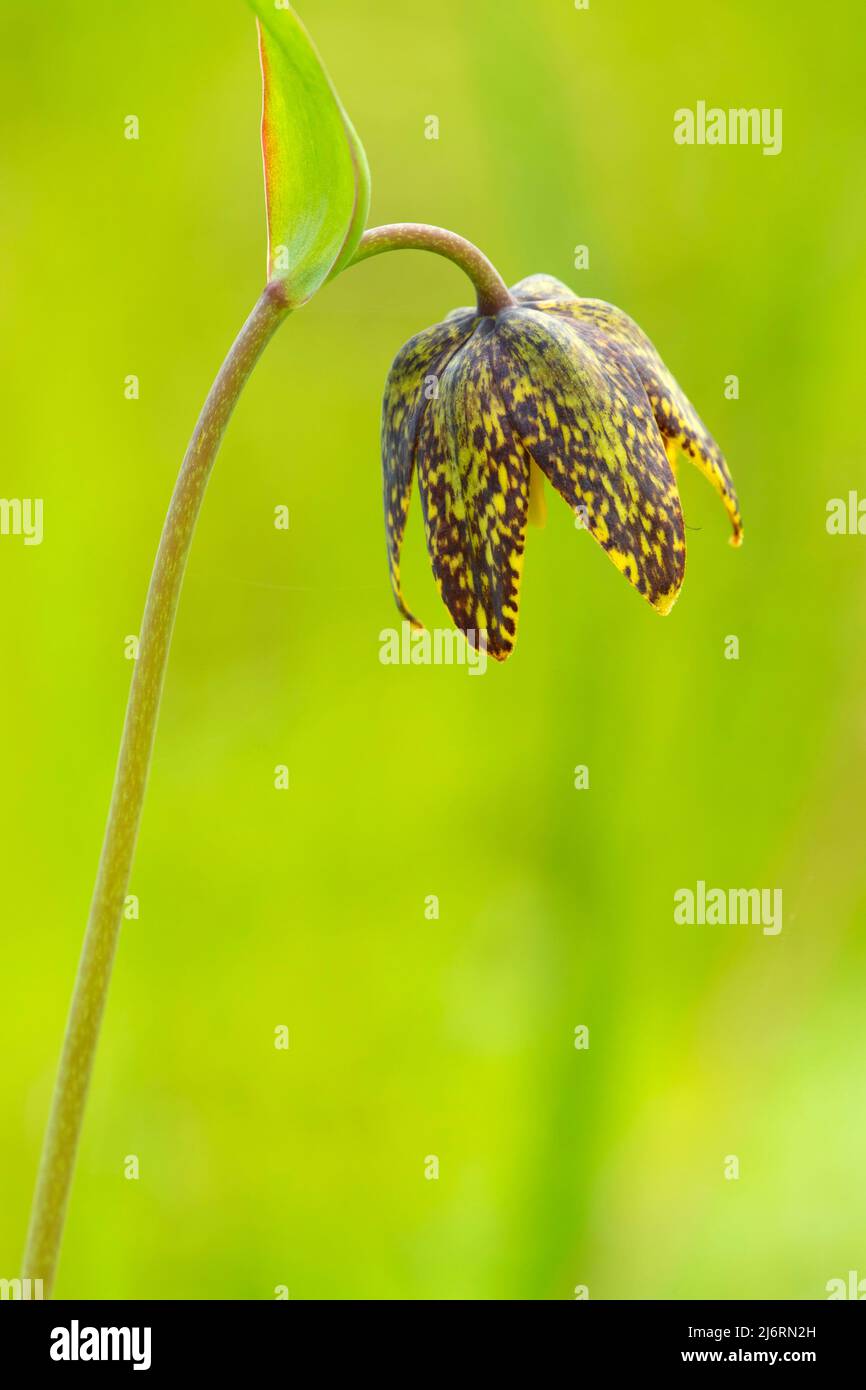 Giglio di cioccolato (Fritillaria affinis), Baskett Slough National Wildlife Refuge, Oregon Foto Stock