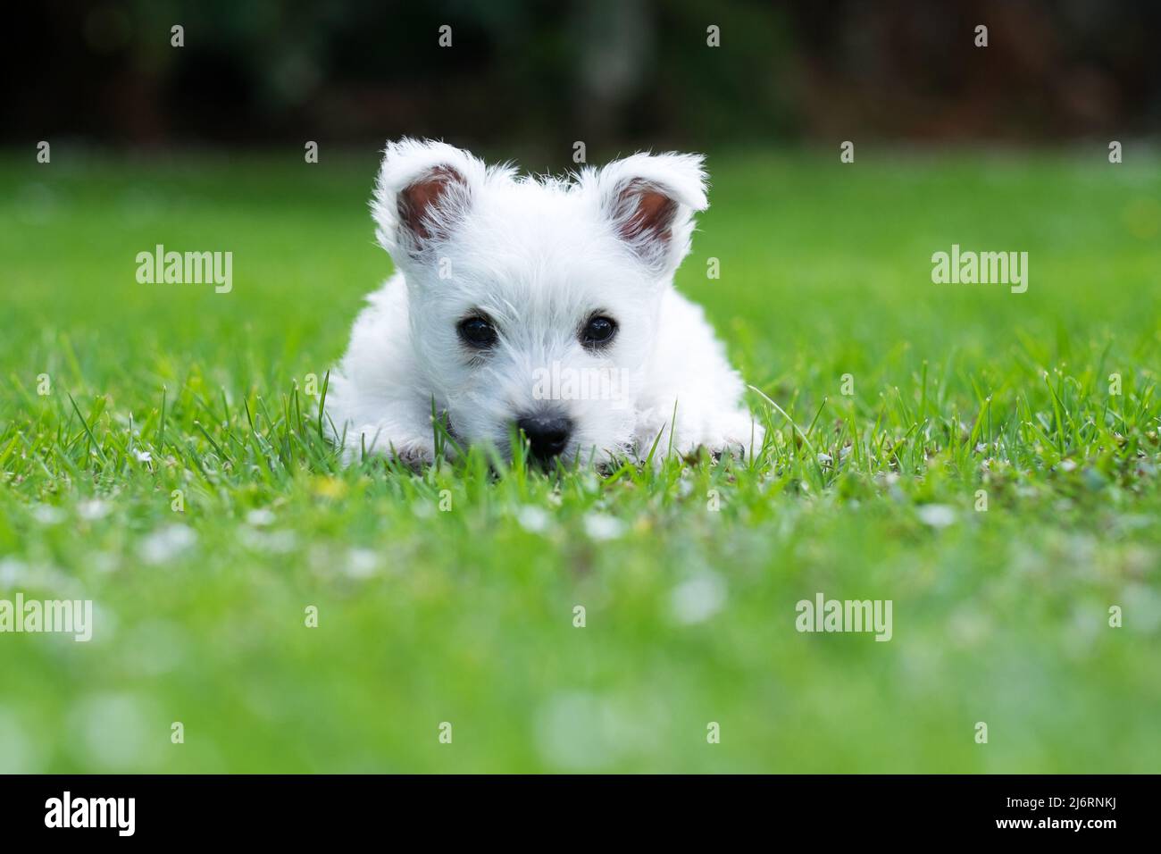 Cucciolo di cane del bambino di Weste su erba in giardino con copyspace - pedigree high-land occidentale bianco terrier Foto Stock