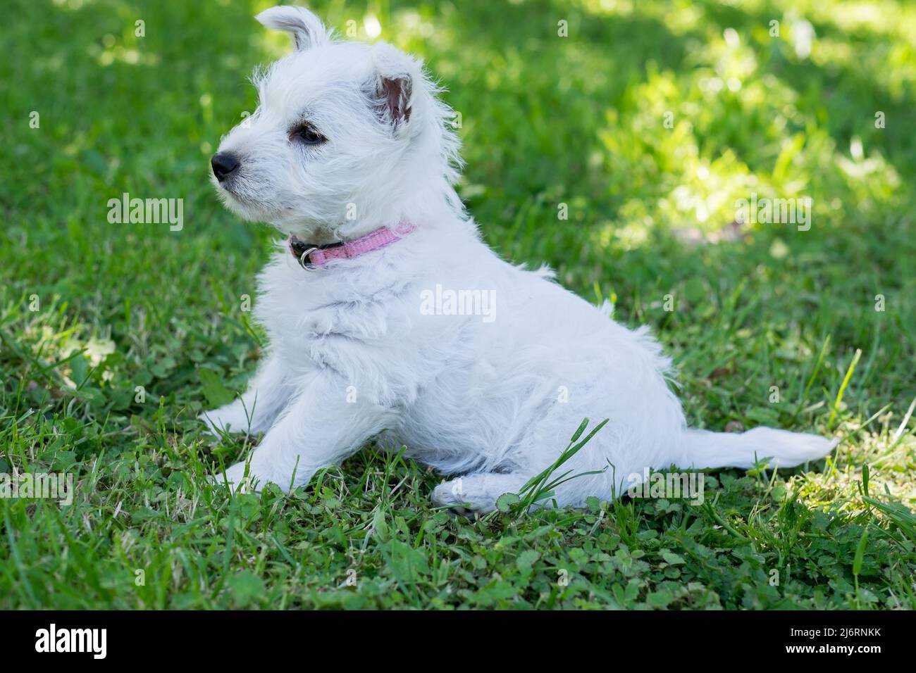 Vista laterale di carino cucciolo di cane westie seduta sul prato in giardino - West Highland bianco terrer in profilo in giardino Foto Stock