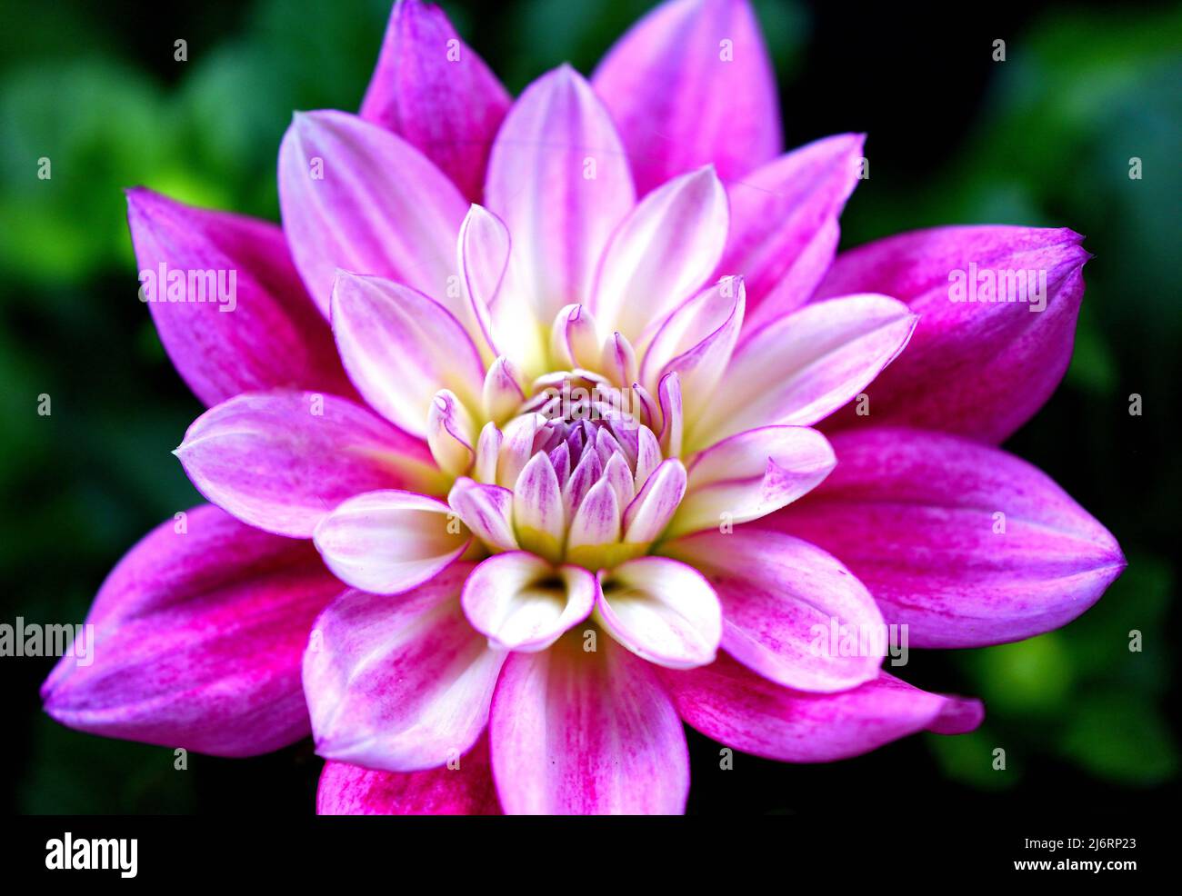 Primo piano immagine di un singolo Hypnoticia Electric Pink Dahlia Foto Stock