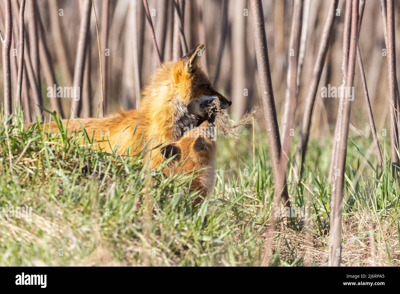 Red Fox family in primavera Foto Stock