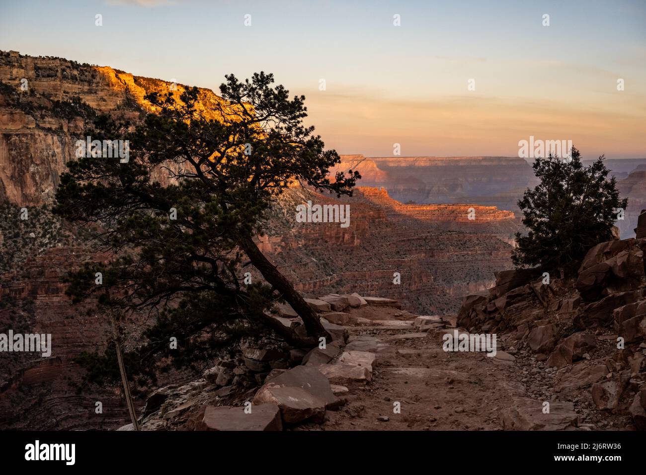 Il South Kaibab Trail attraversa il Canyon Wall Edge, lasciando un albero singolo da solo per crescere lungo il lato del percorso Foto Stock