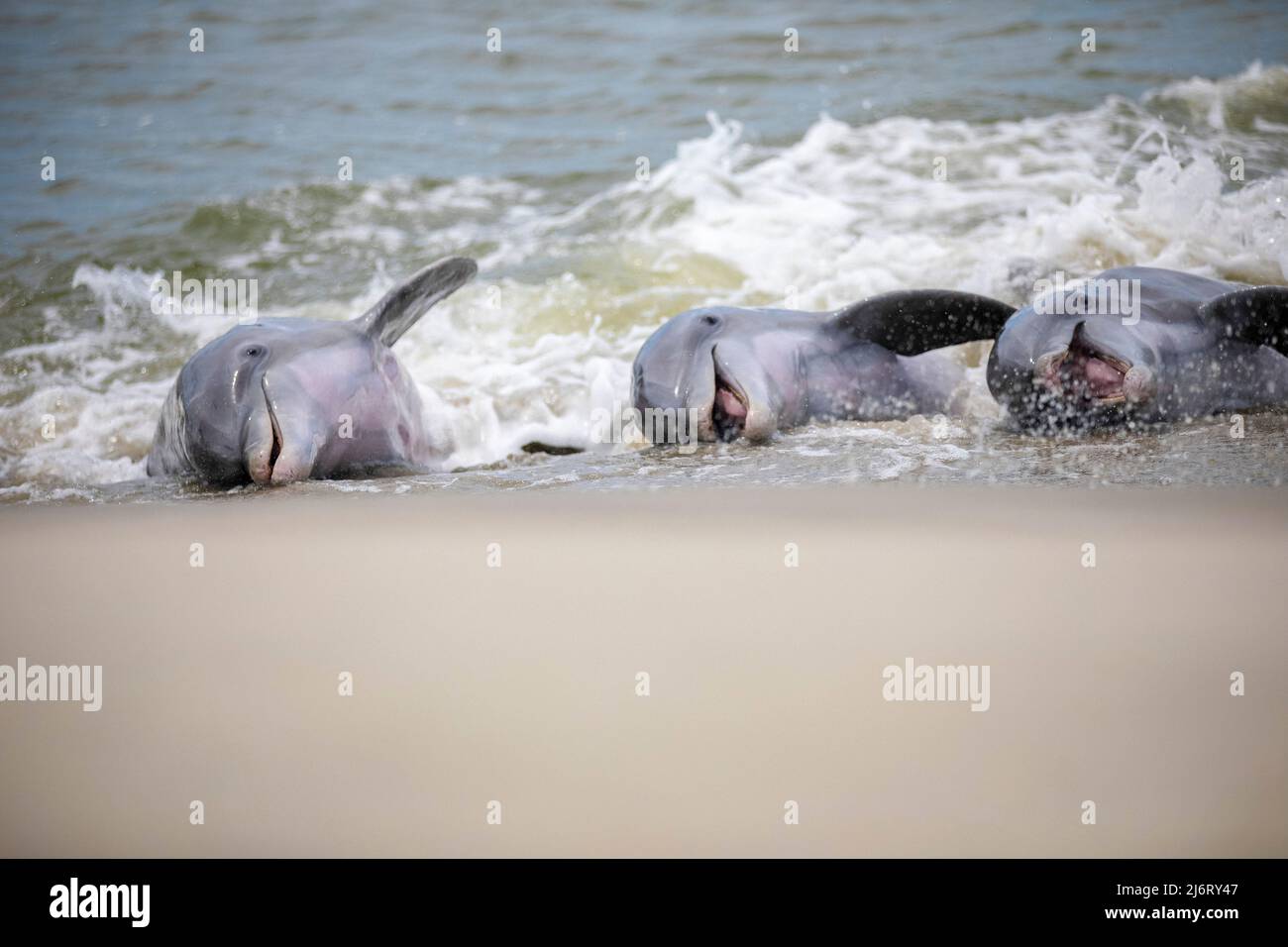 Delfini tursiopi comuni, truncatus Tursiops, alimentazione di trefoli, Isola di Kiawah, Carolina del Sud, USA, Oceano Atlantico Foto Stock