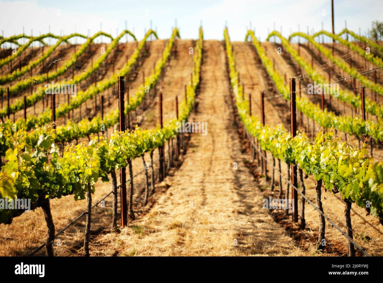 Vigneto Grape nella Napa Valley, California Foto Stock