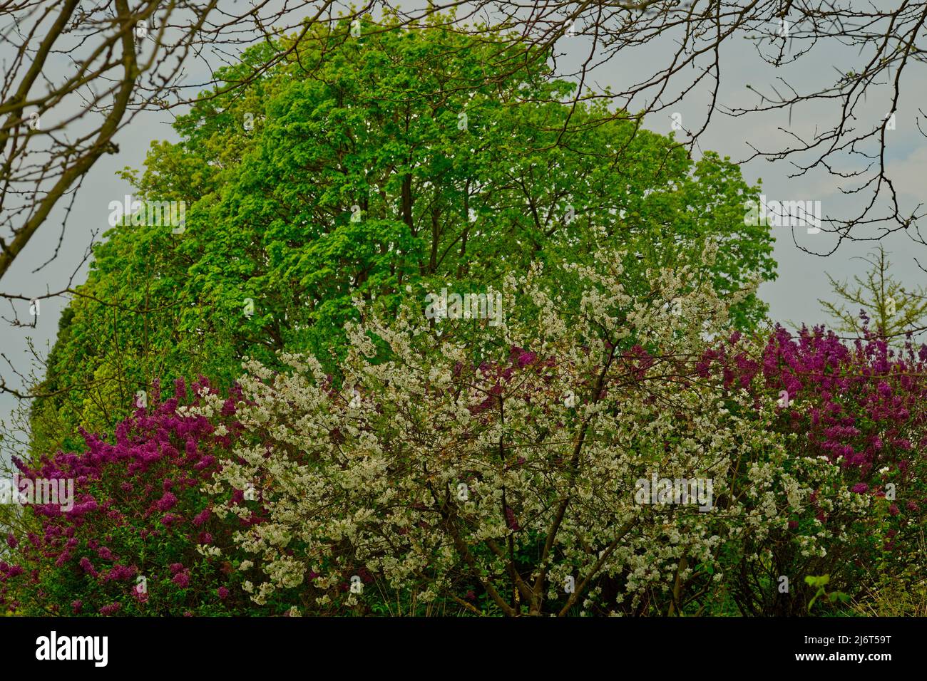insieme armonico di un piccolo albero in fiore bianco in primo piano, una siepe di lilla comune, e un grande albero a forma di cupola in verde sullo sfondo Foto Stock