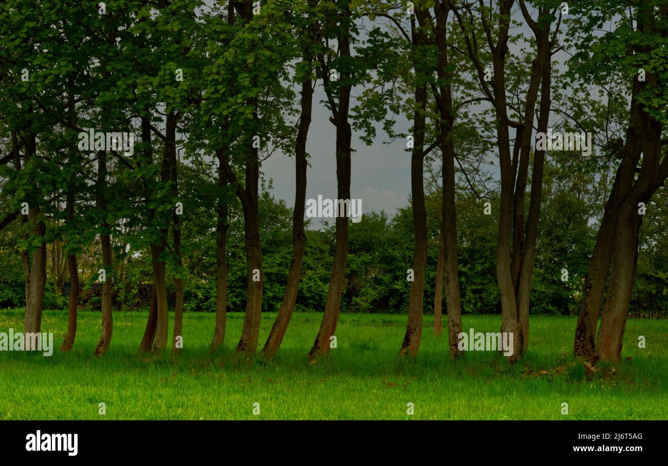 una dozzina di alberi in archivio in un parco Foto Stock