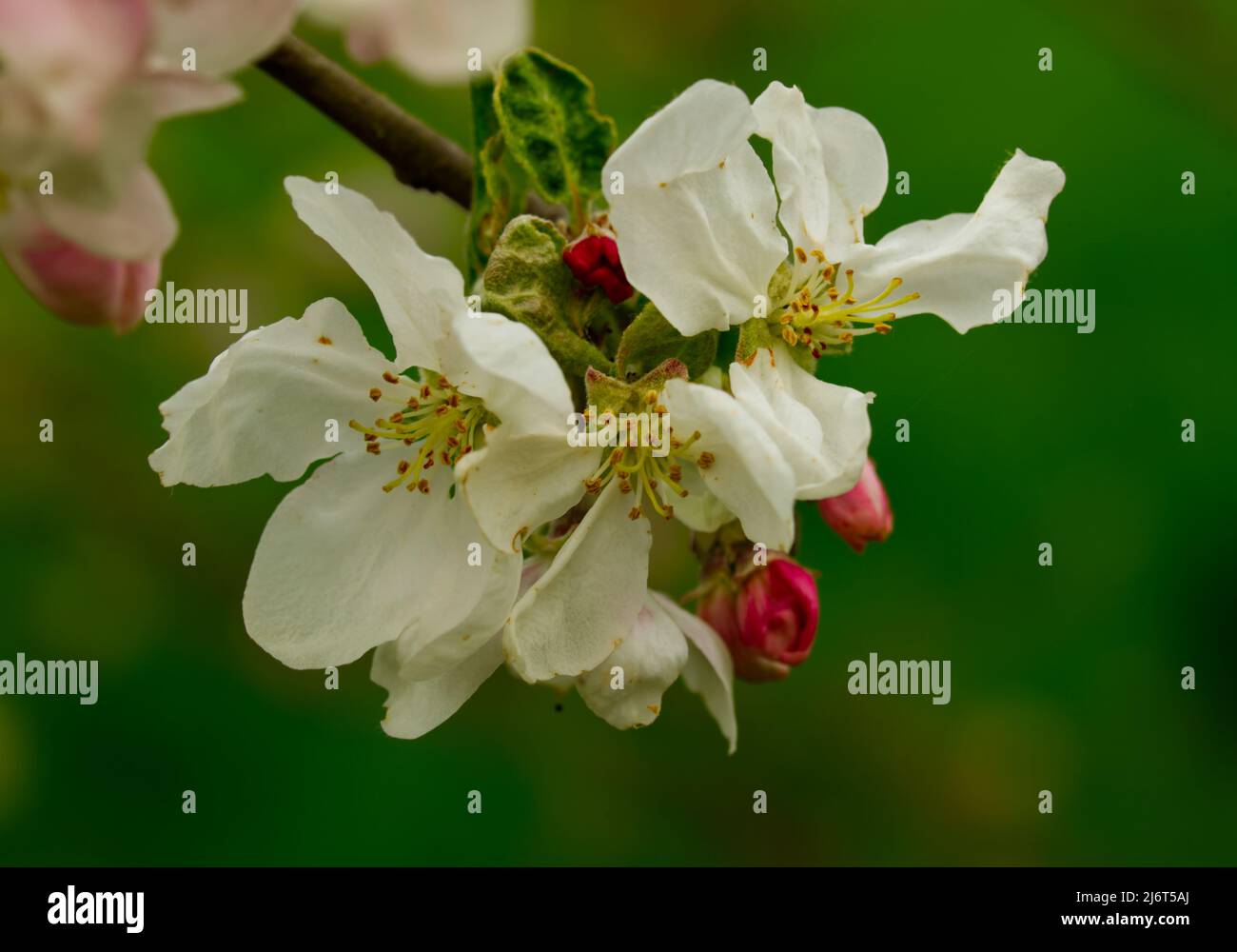 primo piano della fioritura bianca in primavera (formato paesaggio) Foto Stock