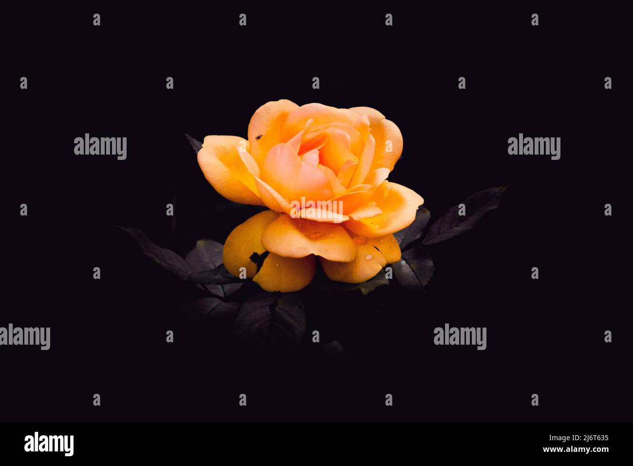 Una rosa gialla singola isolata su sfondo nero Foto Stock
