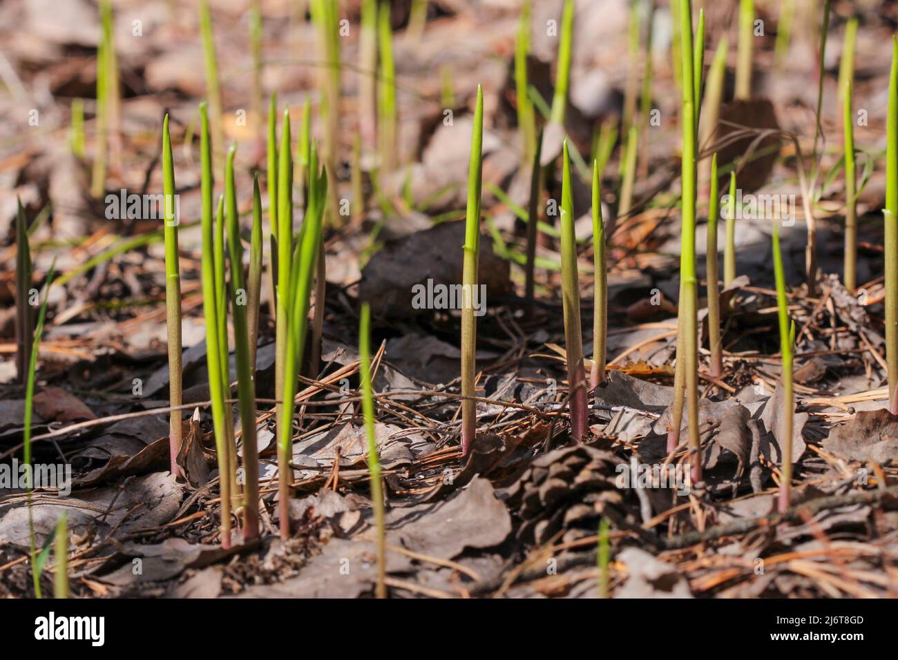 I primi germogli verdi appaiono in primavera nella foresta da sotto il fogliame dell'anno scorso. Foto Stock