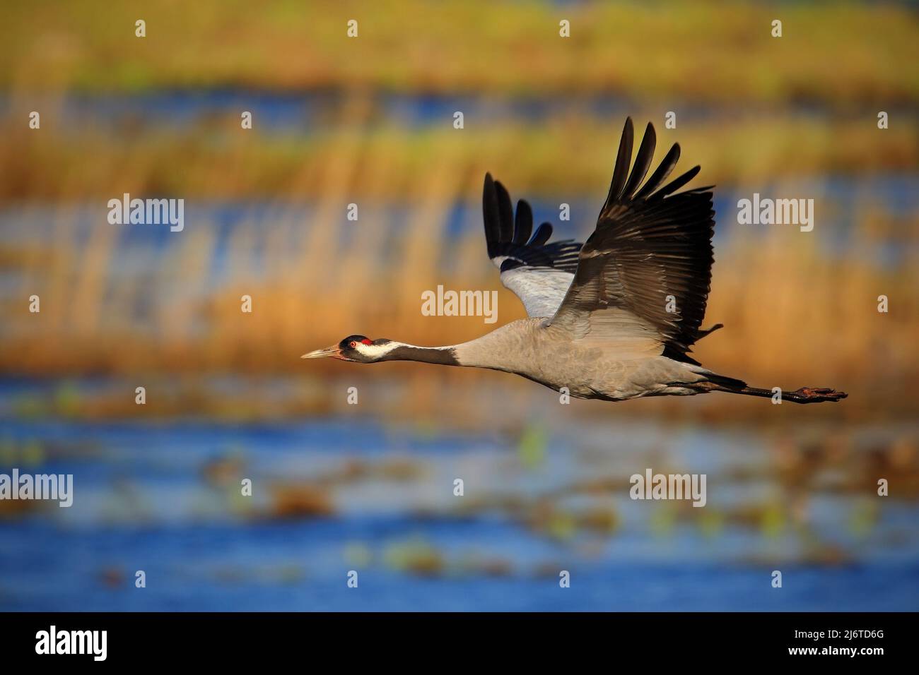 Comune Crane, Grus grus, volando grandi uccelli nell'habitat naturale, Germania Foto Stock