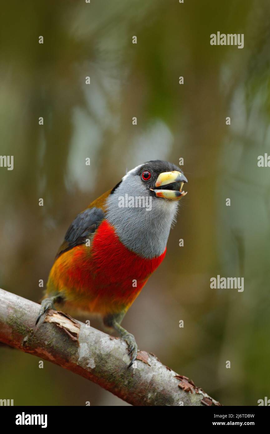 Uccello esotico grigio e rosso, Toucan Barbet, Semnornis ramphastinus, Bellavista, Ecuador Foto Stock