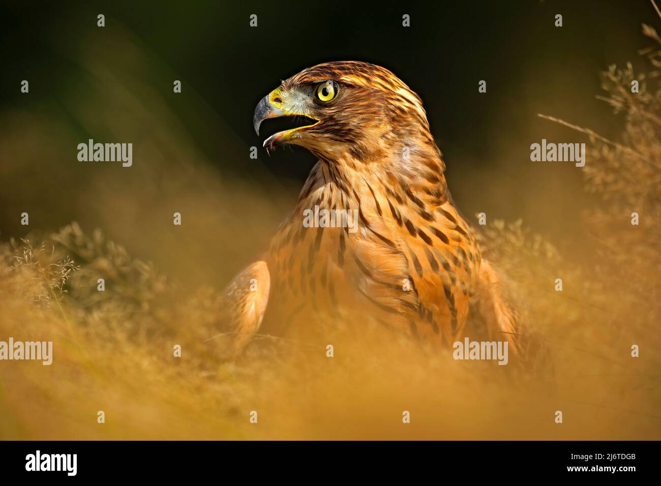 Falco dalla coda rossa, Buteo jamaicensis, ritratto di rapaci con disegno a disegno aperto con habitat sfocato sullo sfondo, nascosto nell'erba, foresta verde al Foto Stock