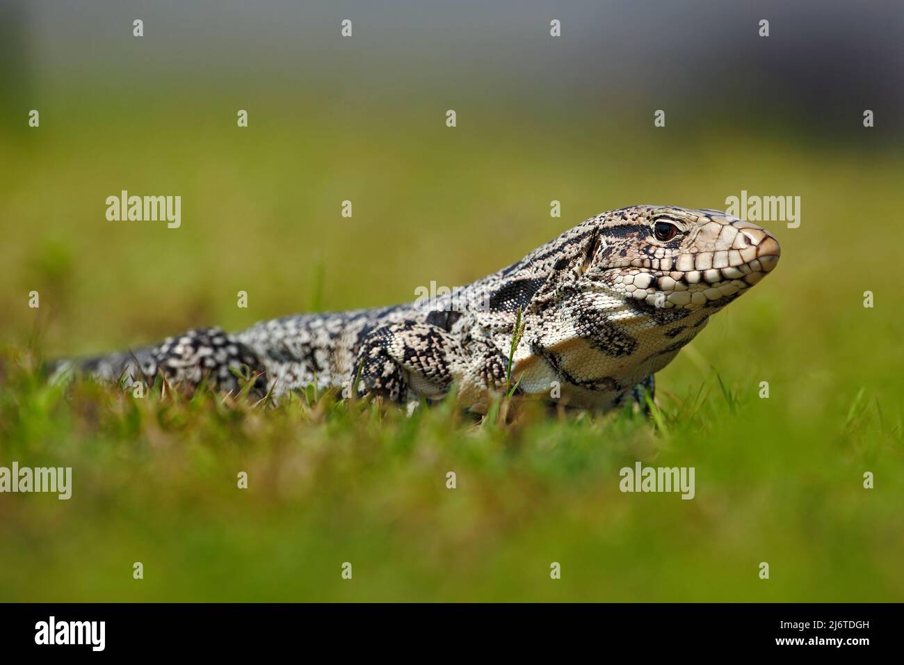 Tegu bianco e nero argentino, Tupinambis merianae, rettile grande nell'habitat naturale, animale tropicale esotico verde nel prato verde, Pantanal, Braz Foto Stock