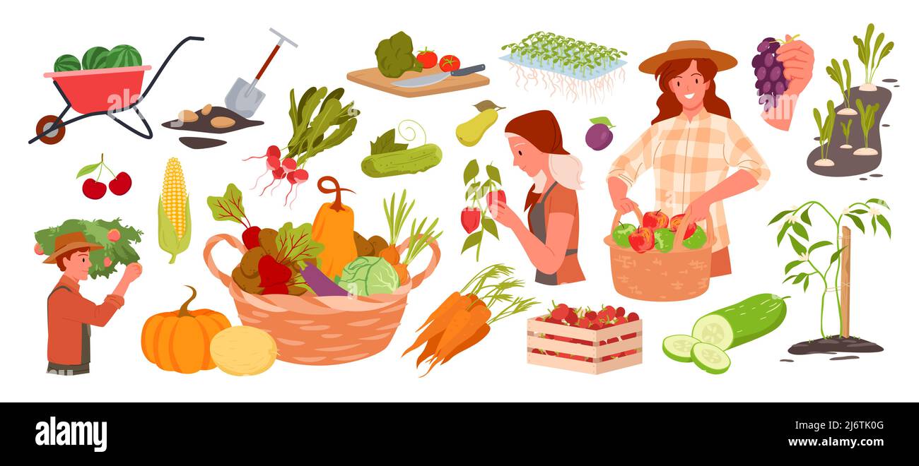 Set largo di coltivatori che raccolgono e piantano Illustrazione Vettoriale