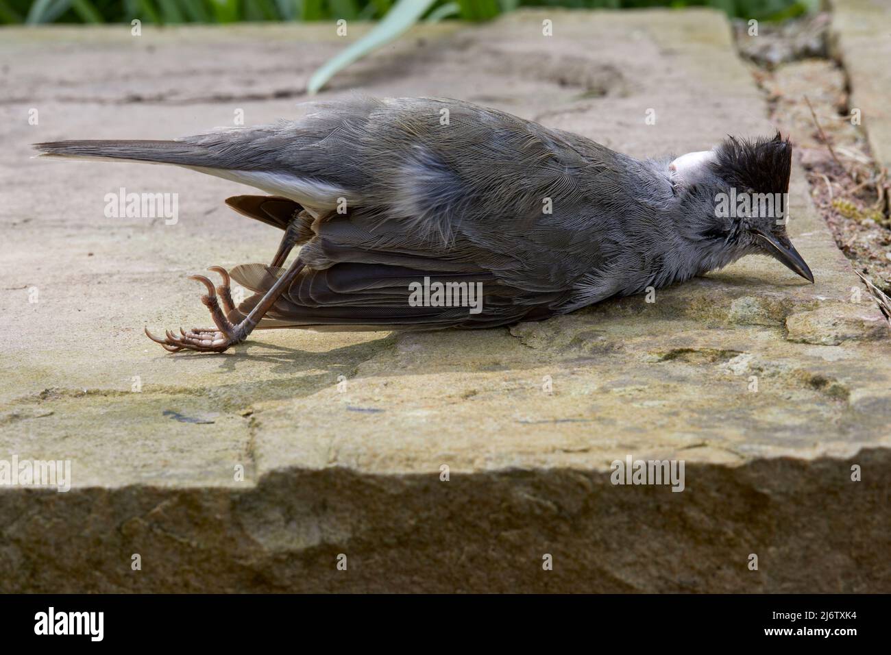 Uccellino nero morto al di fuori di un giardino d'inverno che è volato in una grande finestra di vetro Foto Stock