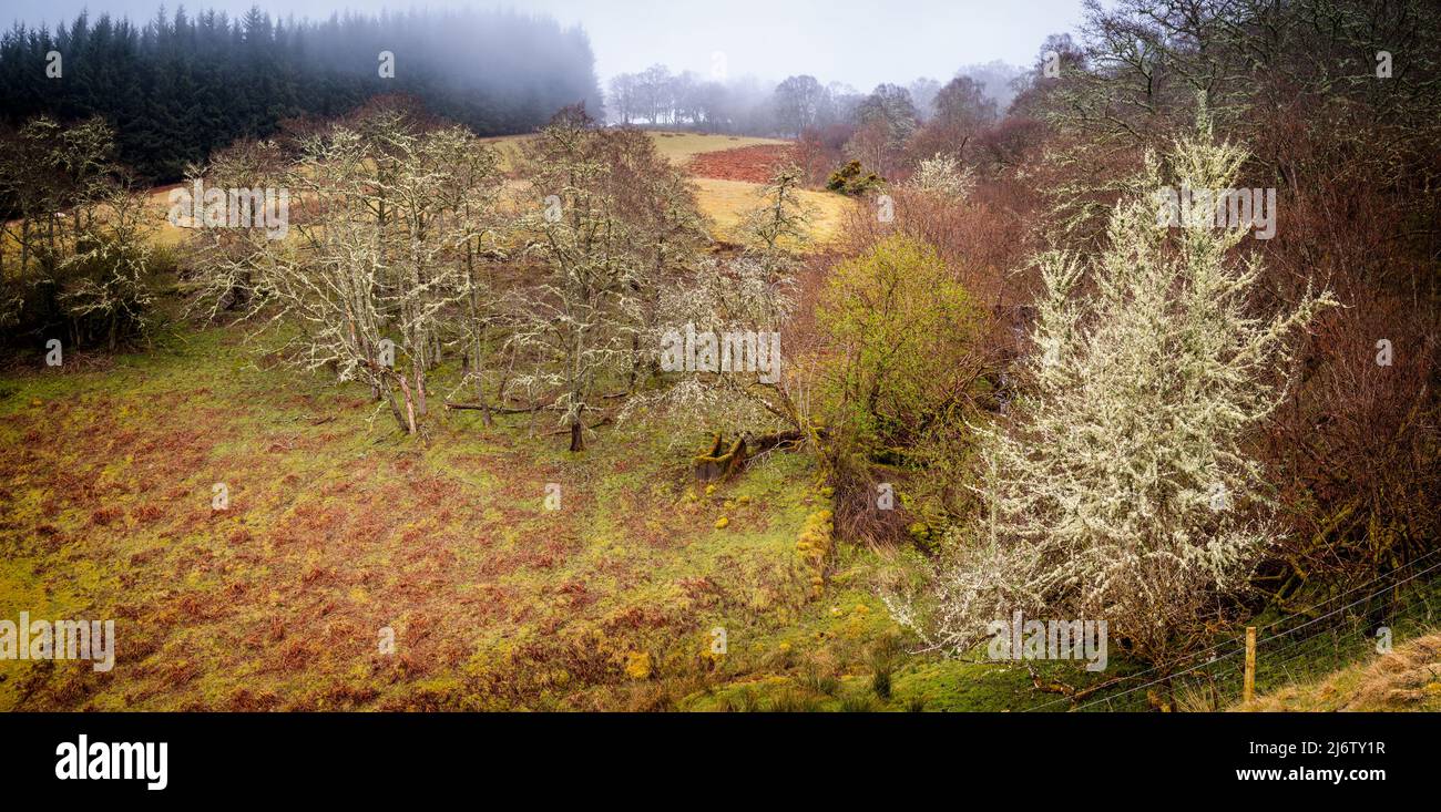 Il primo colore verde è arrivato a Glen Coiltie! Ci vuole un po' di tempo per la primavera a bordo della collina da Loch Ness, ma è finalmente... solo Foto Stock