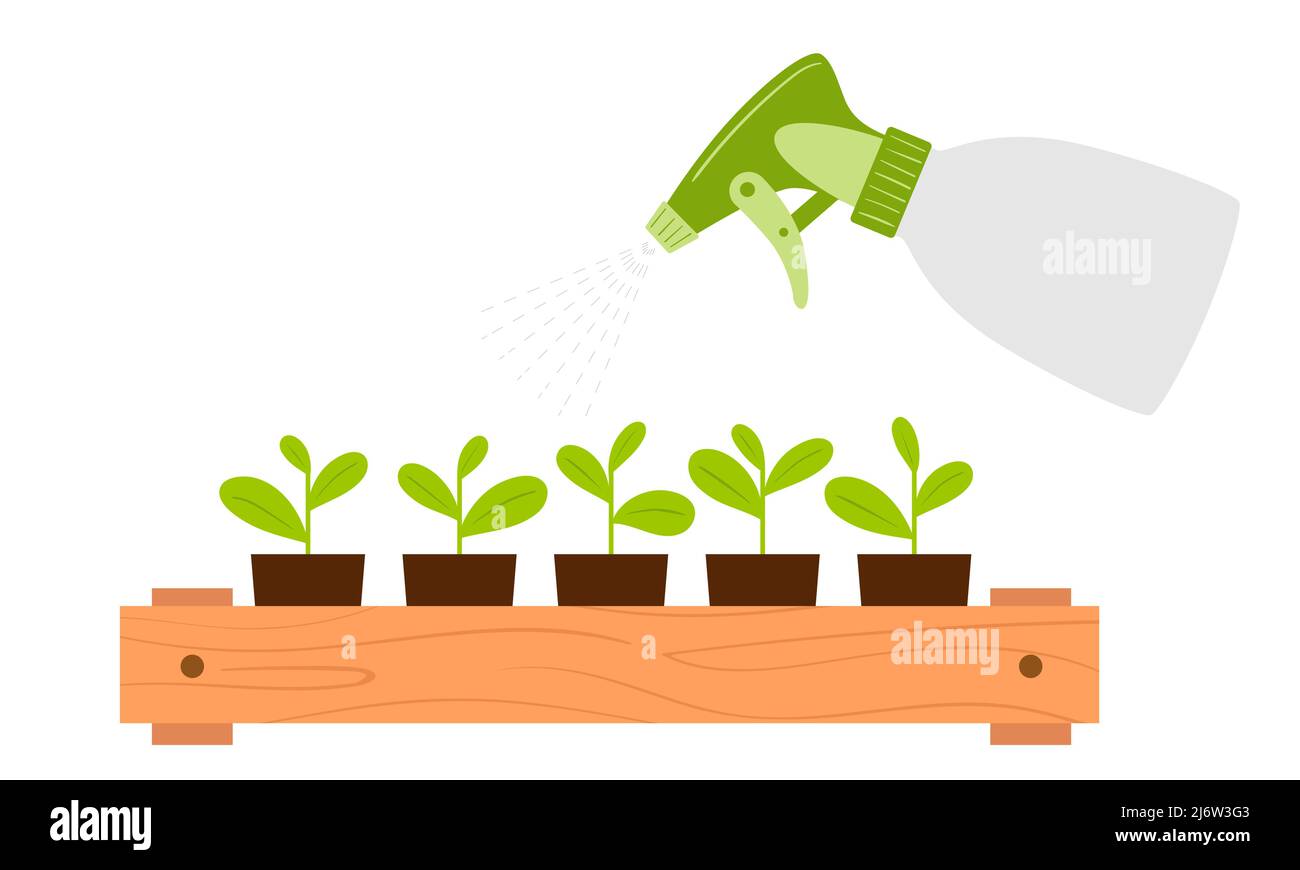 Spruzzare i bicchieri da semina da un flacone spray. Umidificazione del fogliame. Cura della pianta. Illustrazione vettoriale botanica in stile cartoon flat, isolato su bianco Illustrazione Vettoriale