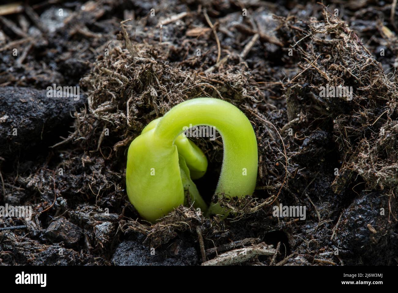 closeup di germoglio di pianta emergente che rompe la superficie del suolo Foto Stock