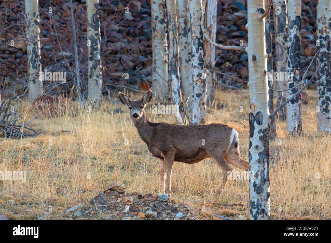 Bella luce del mattino e una piccola mandria di cervi muli fa nella Pike National Forest del Colorado Foto Stock