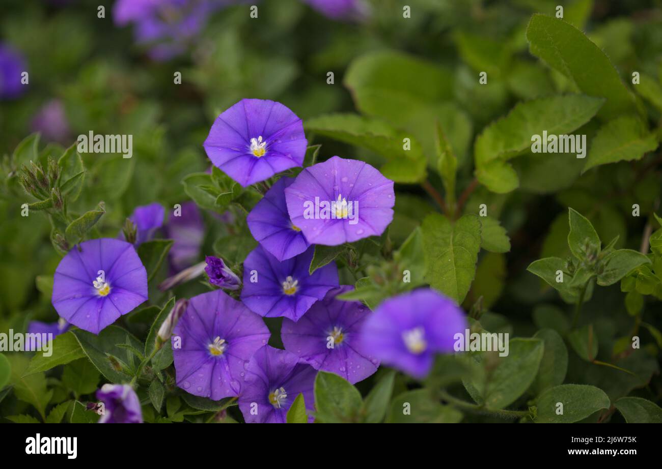 Convolvulus sabatius, blu roccia bindweed, sfondo naturale macro floreale Foto Stock