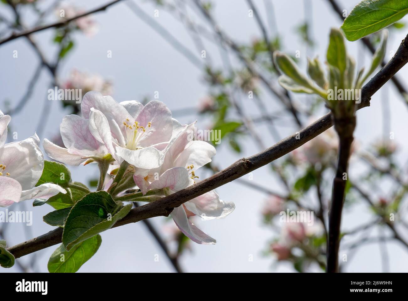 La fioritura della mela si volse verso il sole. Un ramo di un albero di mele in fiori al sole. Foto Stock