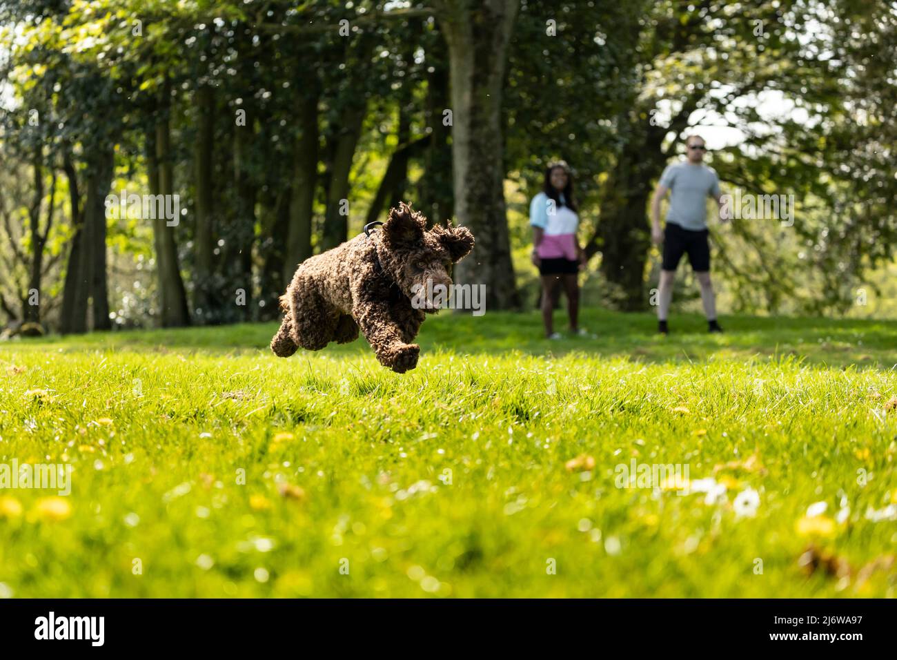 Giovane donna asiatica e uomo bianco con il loro cucciolo a piedi e correre nel sole primaverile al parco locale Foto Stock