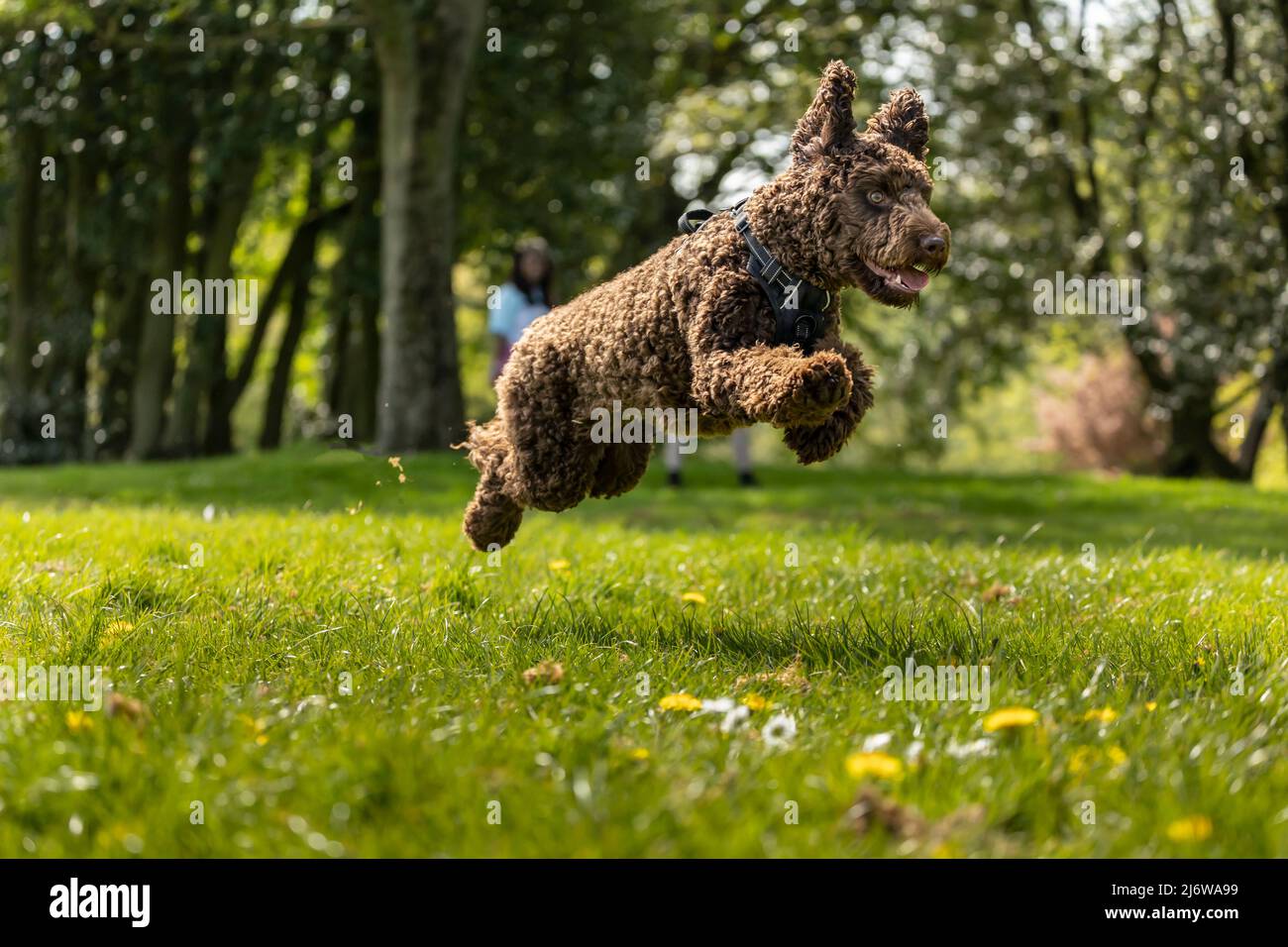 Giovane donna asiatica e uomo bianco con il loro cucciolo a piedi e correre nel sole primaverile al parco locale Foto Stock