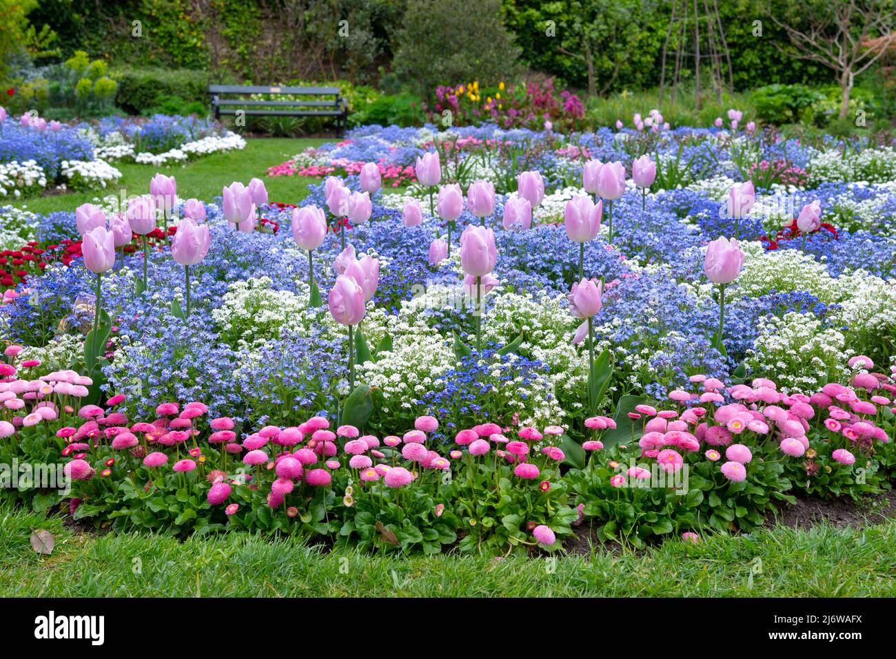 I colorati letti primaverili sono esposti nei giardini botanici di Sheffield, Yorkshire, Inghilterra. Foto Stock