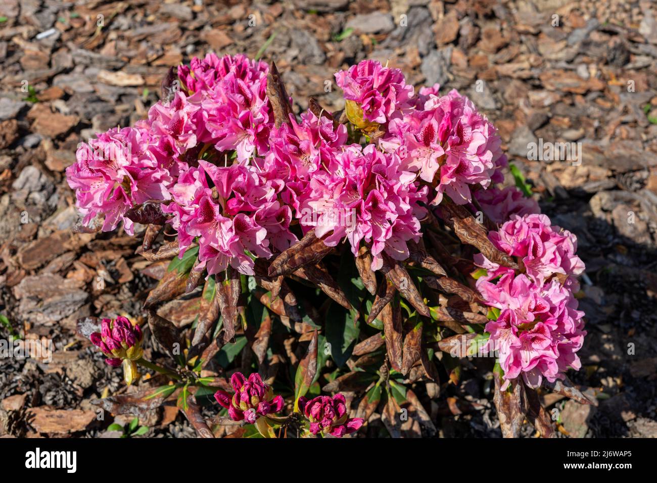 i fiori di peonia si sono congelati dal gelo in aprile all'aperto Foto Stock