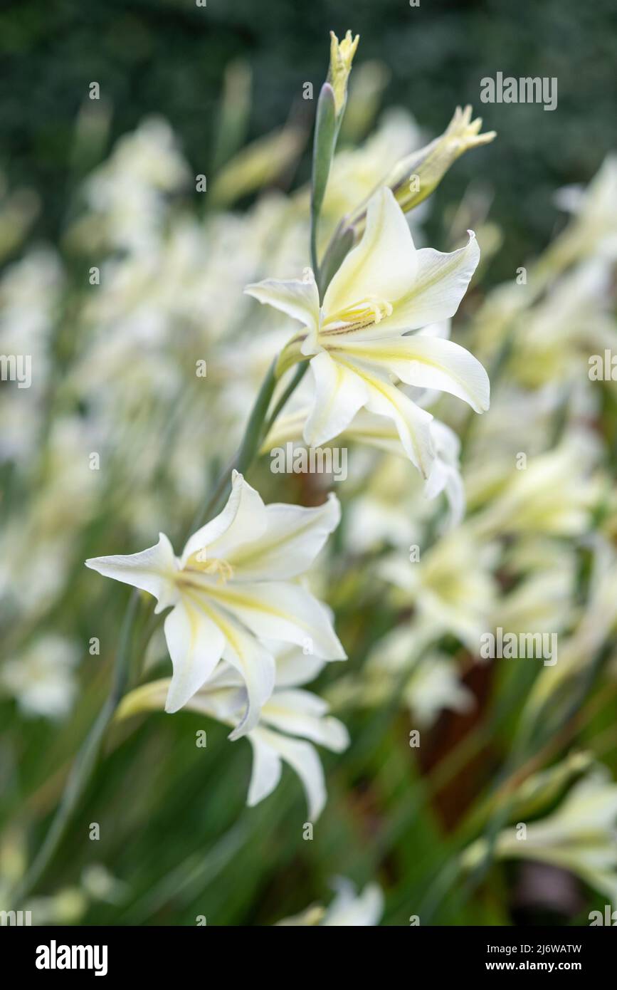 Gladiolus Tristis. Una piccola specie fiorita forma di Gladioli con fiori gialli cremosi in primavera. Foto Stock