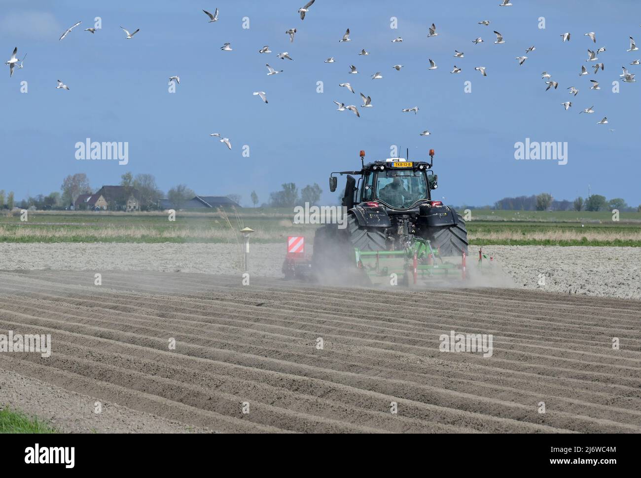 PAESI BASSI, Frisia, allevamento di patate, semina su campi asciutti / NIEDERLANDE, Friesland, Ackerbau, Kartoffel Aussaat, Dürre durch Mangel von Niederschlägen Foto Stock