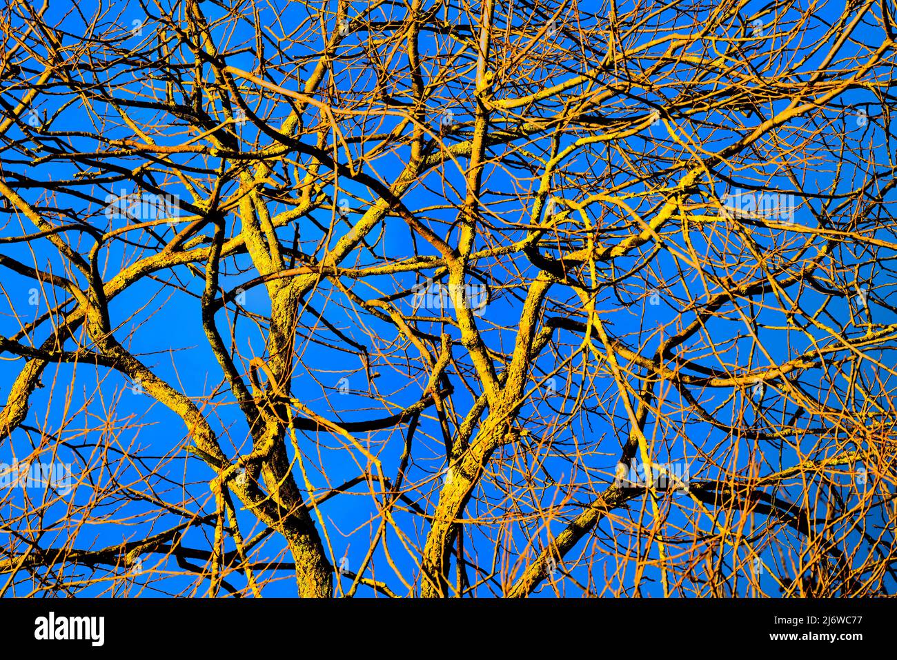 Willow Tree, Weserbergland, Assia, Germania Foto Stock