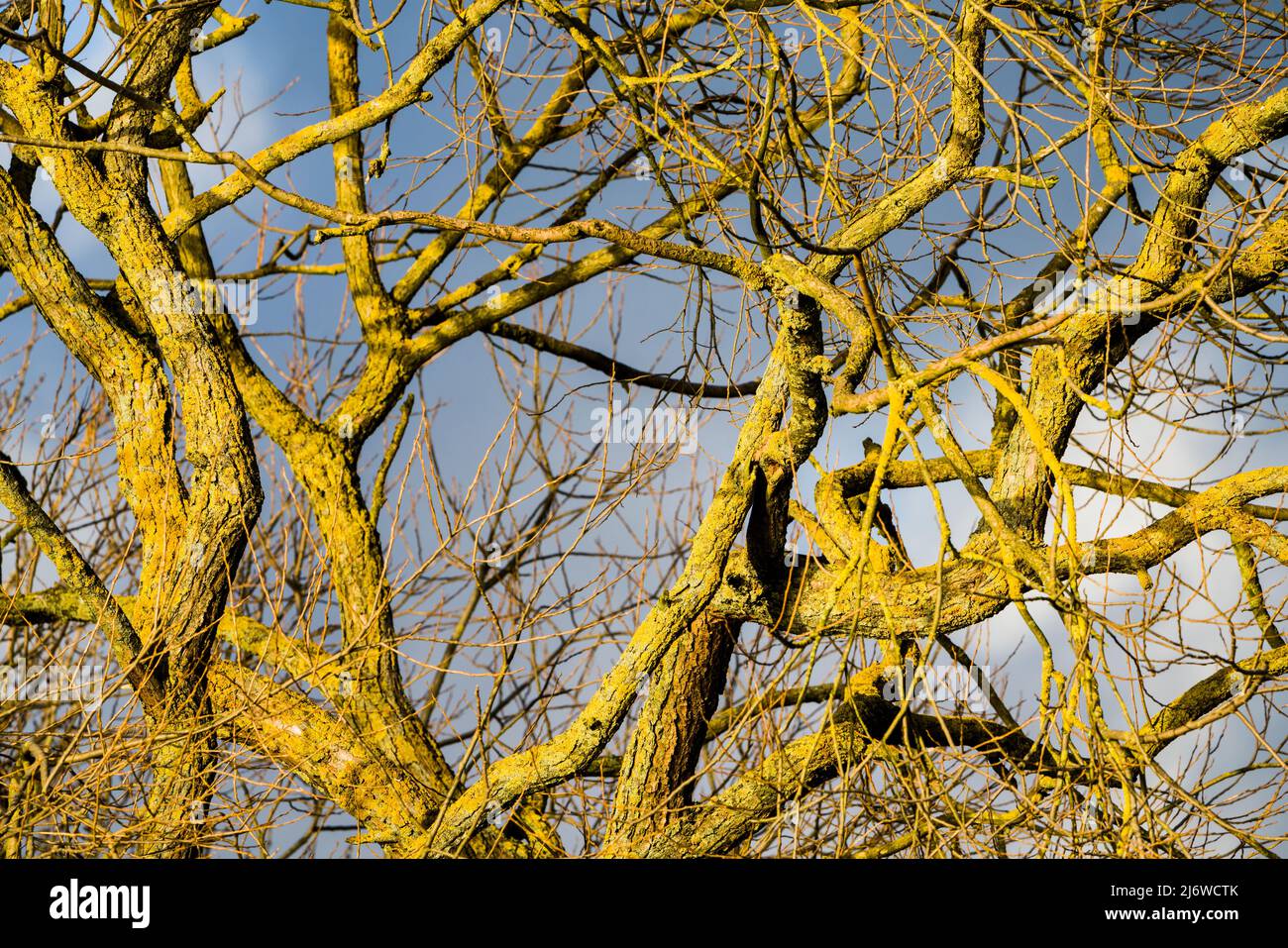 Willow Tree, Weserbergland, Assia, Germania Foto Stock