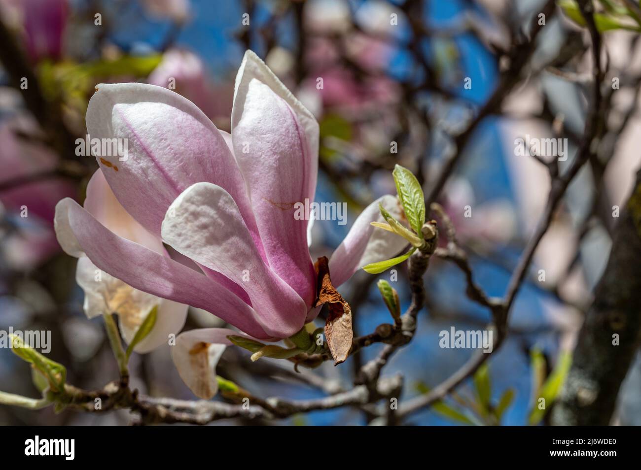 Magnolia fiorita nel parco cittadino di Stromparken durante la primavera a Norrkoping, Svezia. Foto Stock