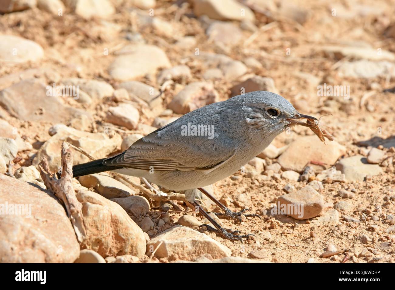 Il blackstart (Oenanthe melanura) si alimenta con la cavalletta Foto Stock