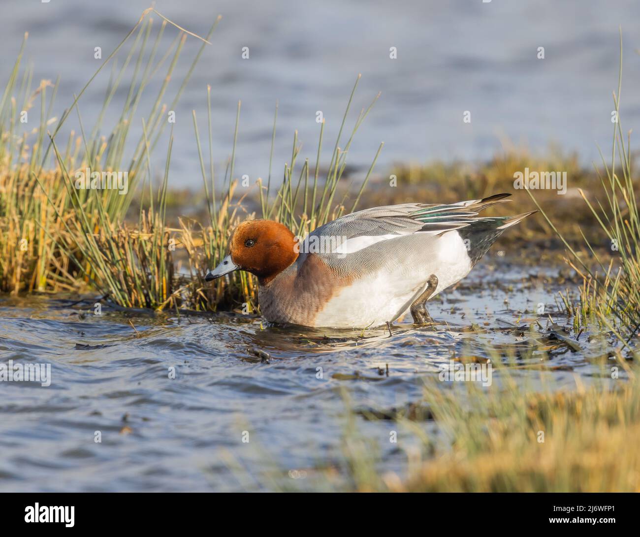 Maschio Widgeon (anas penelope) a piedi in un lago Foto Stock